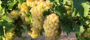 variedad albillo doowine vino bodegas